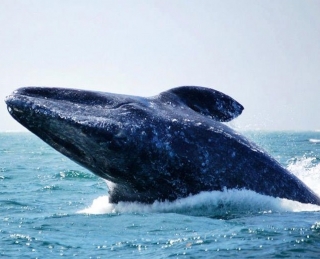 avistamiento de cetáceos en bahia de banderas
